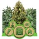 Autoflowering Mix - RQS
